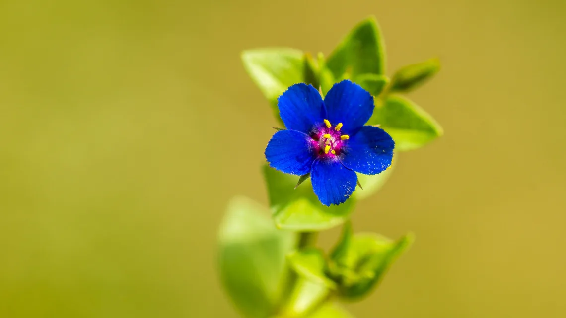 Anagallis arvensis var. caerulea / Farekulağı Bitkisi / Kantariye otu / Blue pimpernel / Mavimsi farekulağı