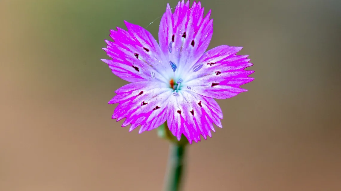 Çiçekler ve Flora