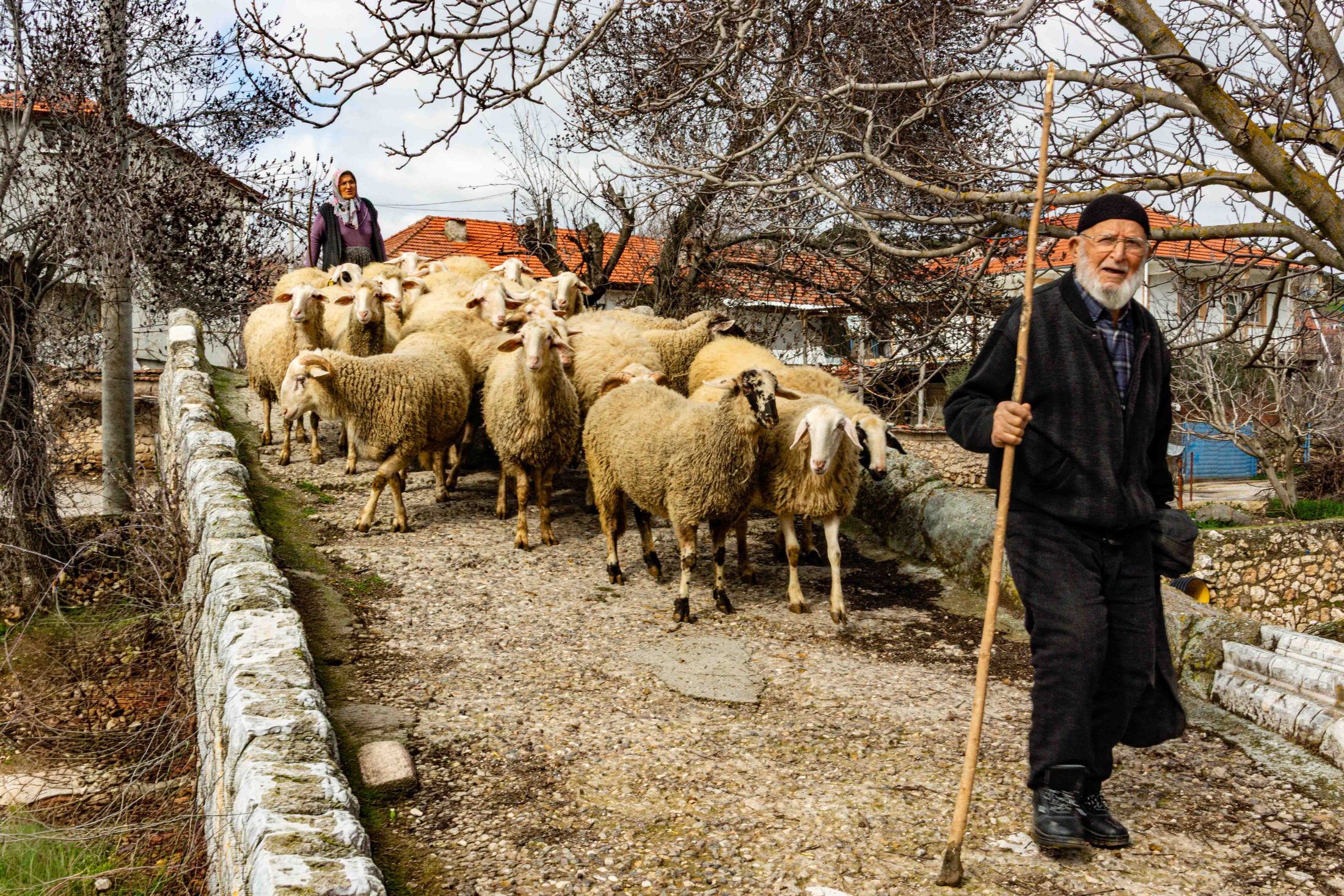 Çoban ve Sürü