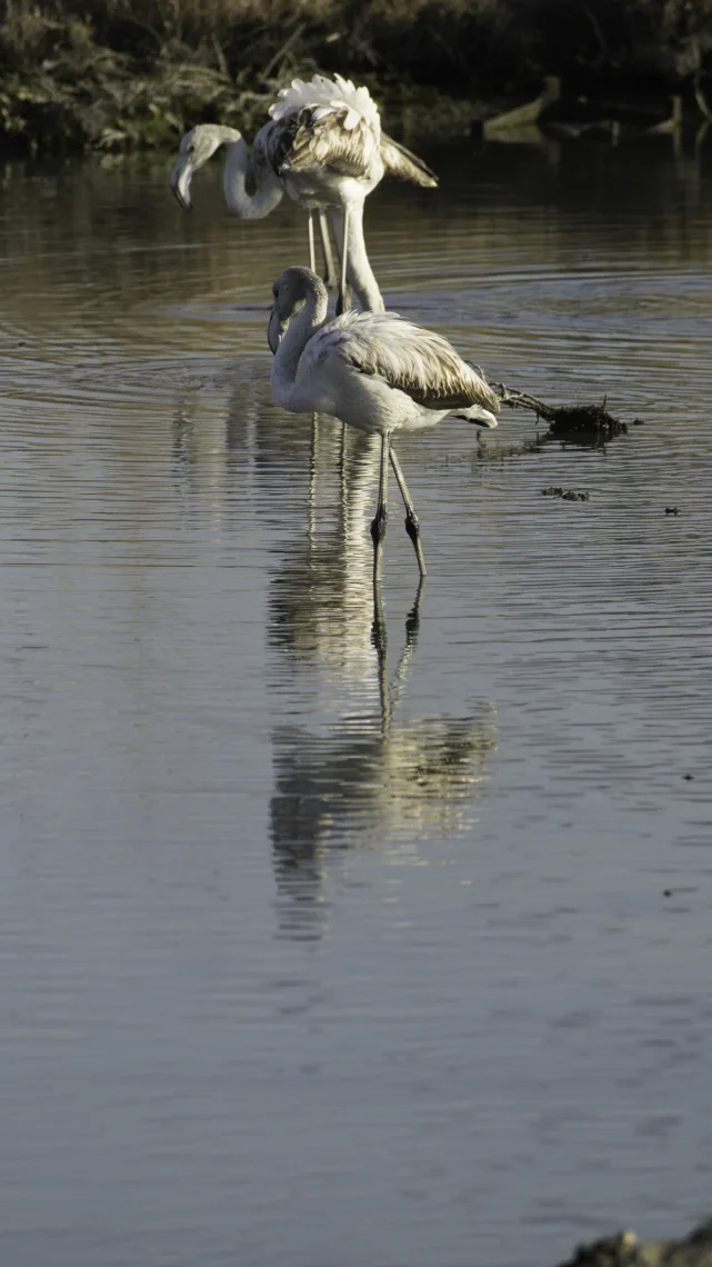 Flamingo