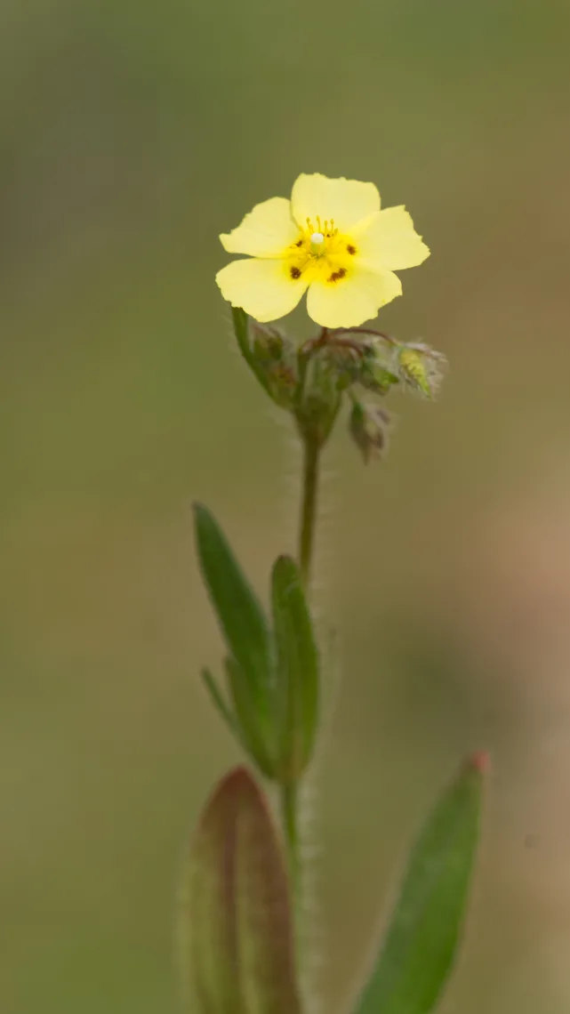 Güneşgülü / Tuberaria guttata / Karagözgülü
