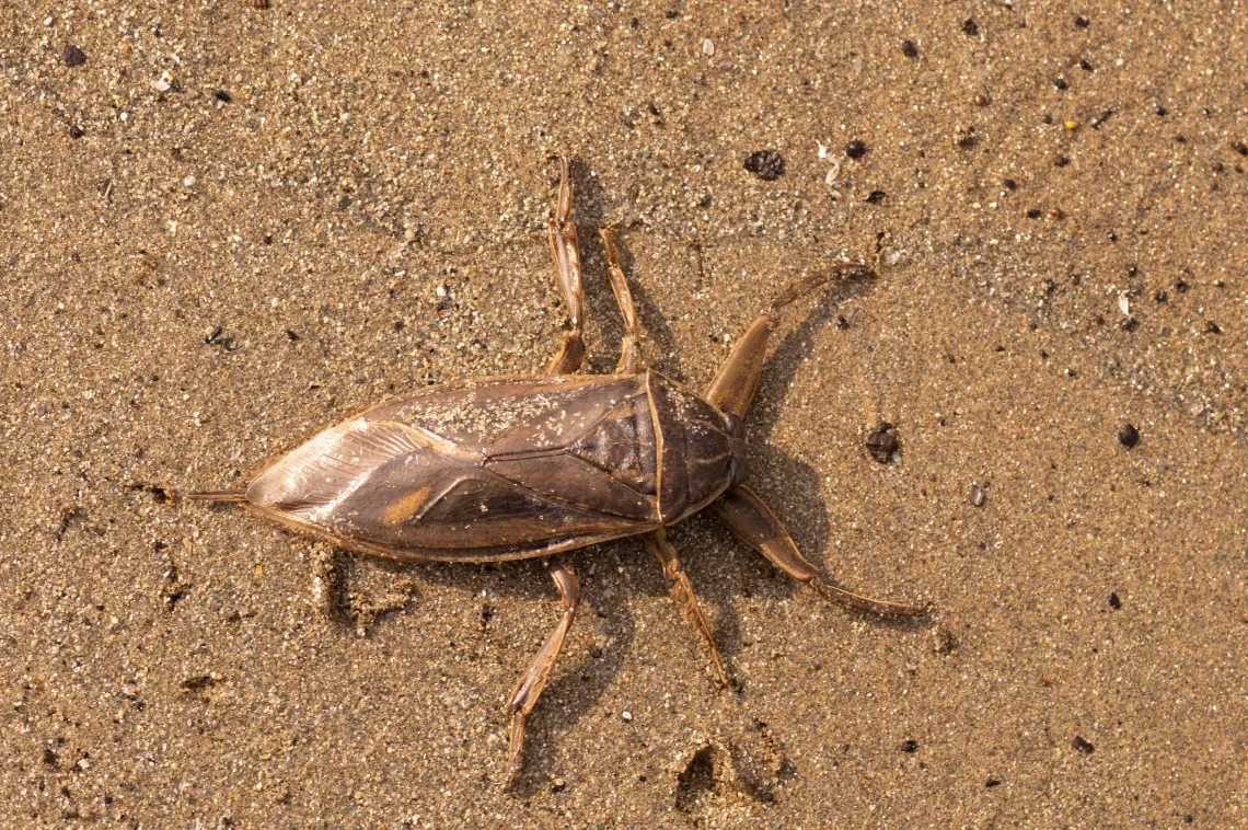 Lethocerus patruelis