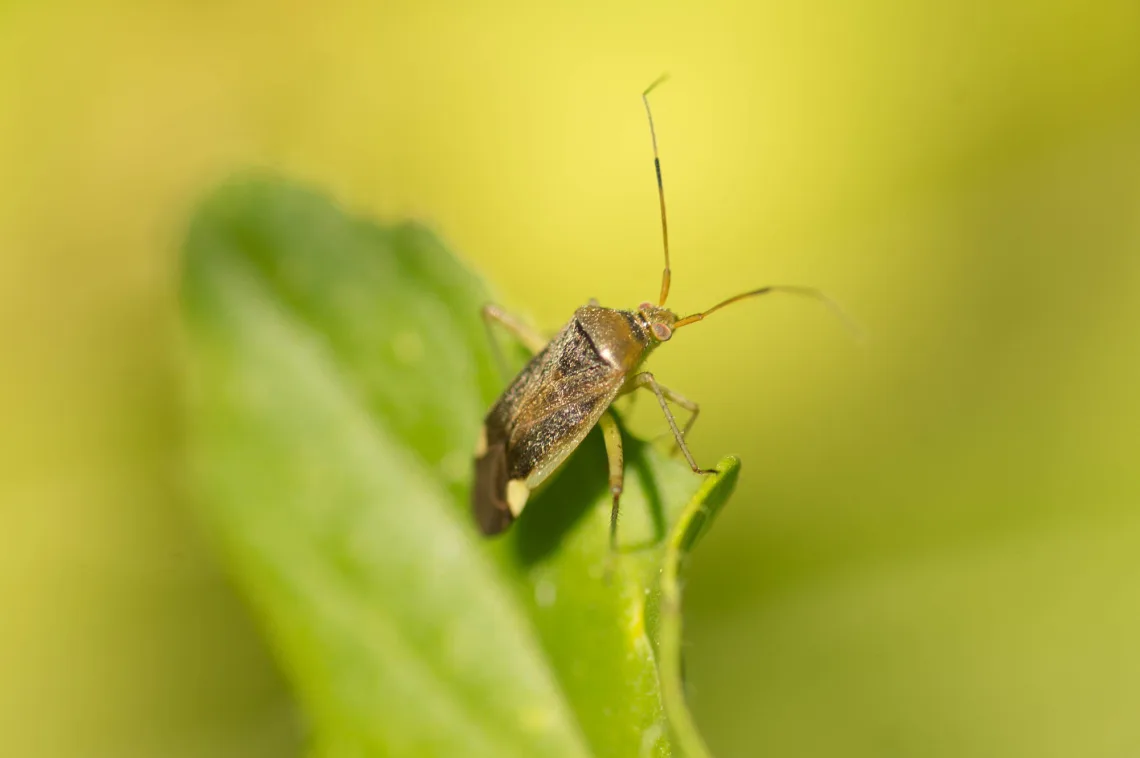 Lygus rugulipennis