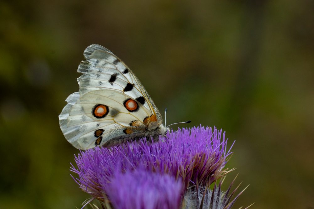 Beyaz Benekli