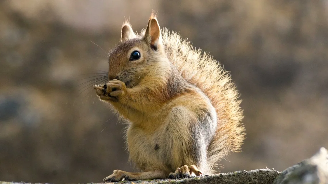 Sincap / Sciurus anomalus / Caucasian Squirrel