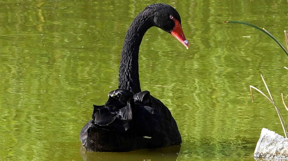 Siyah Kuğu