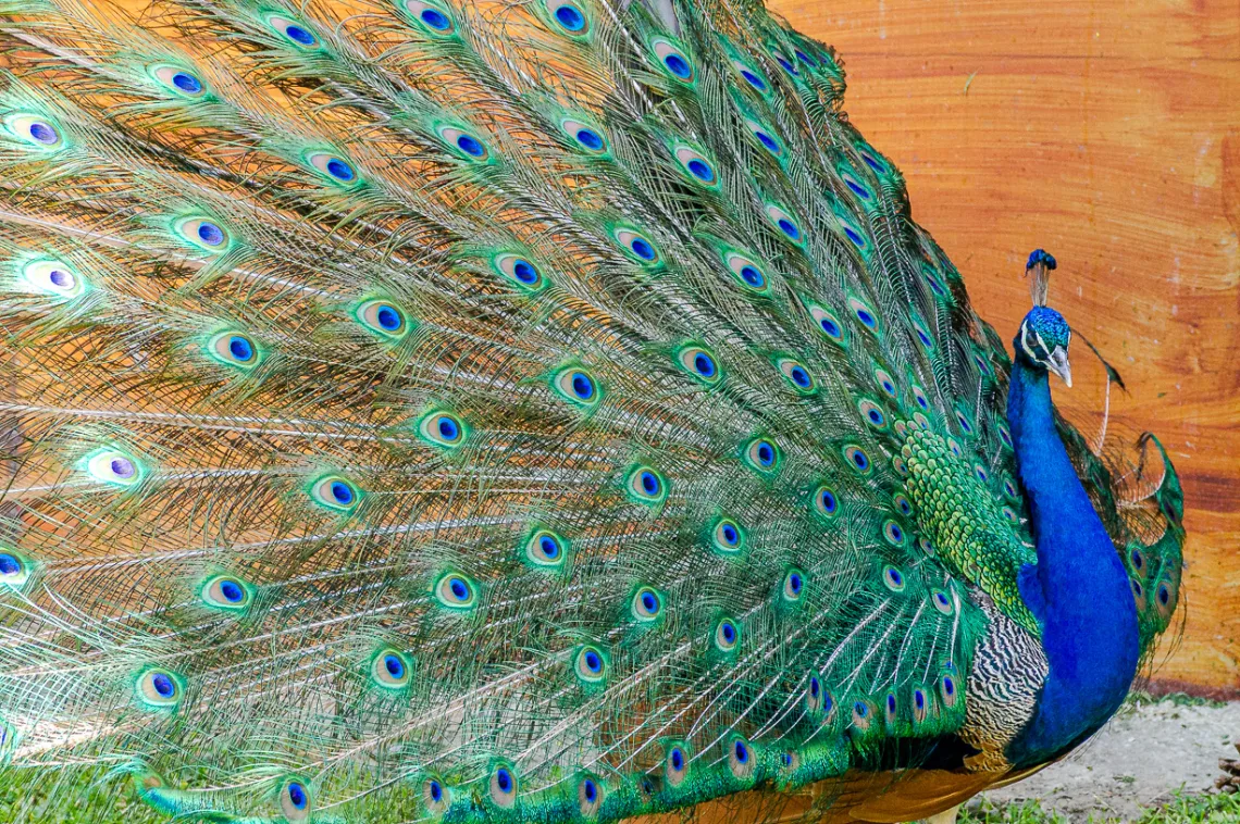 Tavus kuşu
