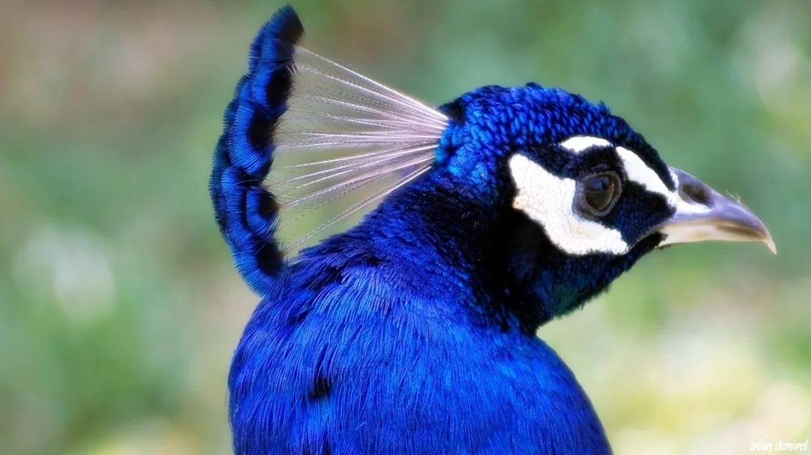Tavus Kuşu