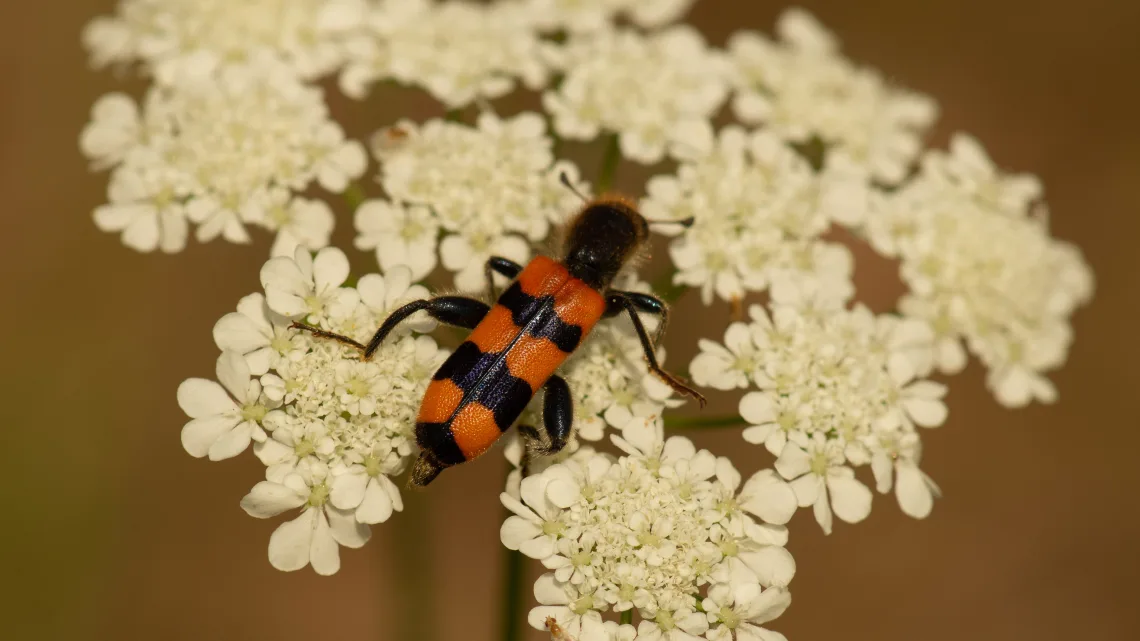 Trichodes crabroniformis