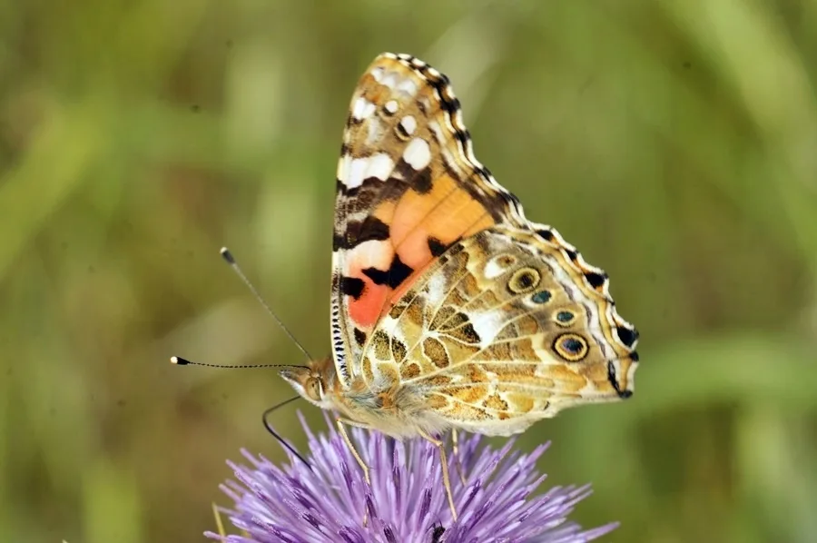 Vanessa cardui / Dikenkelebeği
