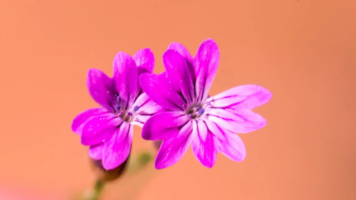 Zarkaranfil / Petrorhagia dubia