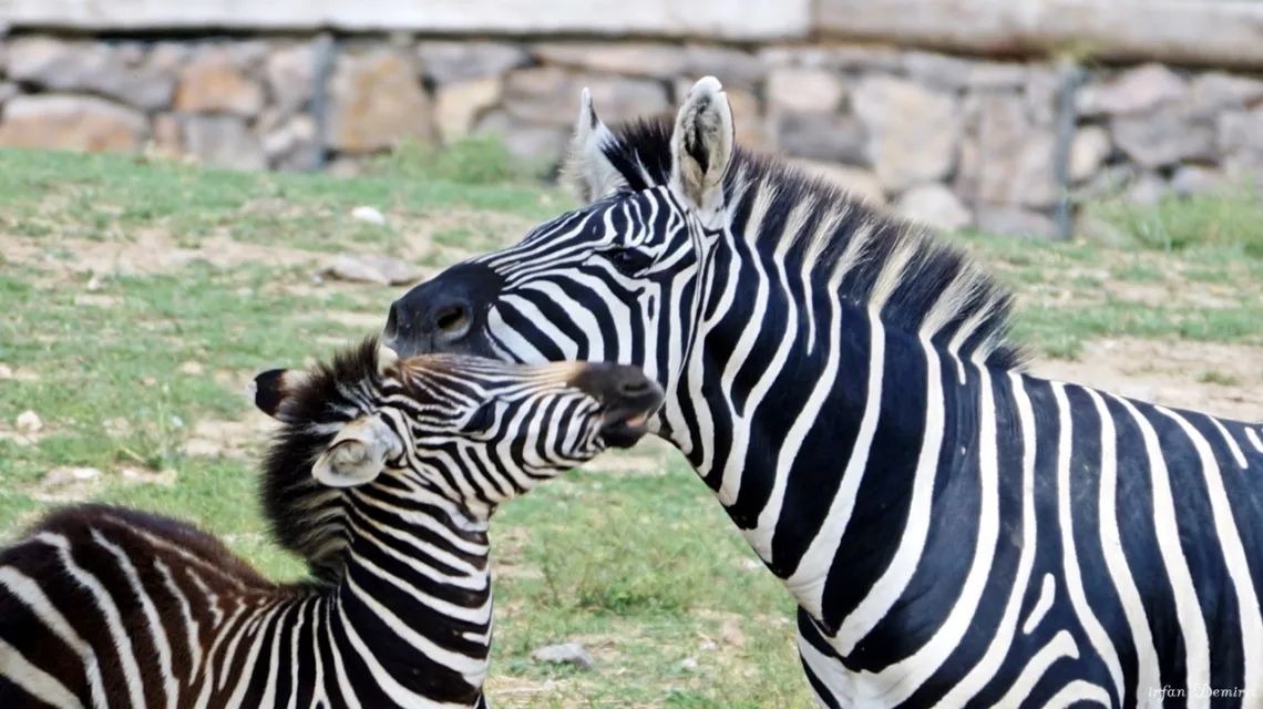 Zebra